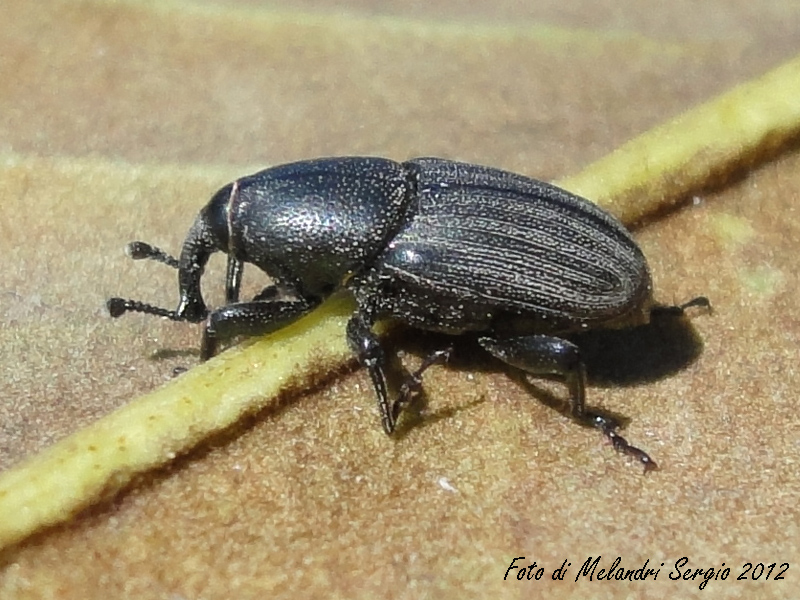 Identificazione - Sphenophorus sp.